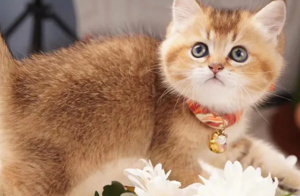 猫在家里怎么找都找不到 猫在家里怎么找都找不到