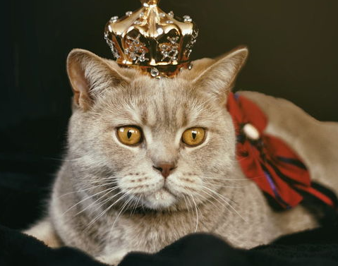 猫猫训练后可以做那些事? 猫猫训练后可以做那些事?
