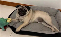 巴哥犬夏天多久洗一次澡比较好