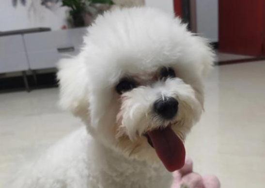 50天上下的比熊幼犬，一天吃多少米糊？