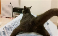 猫猫为什么总是屁股对着我呢?