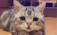 猫狗流泪到底是情感所致，还是眼疾导致？