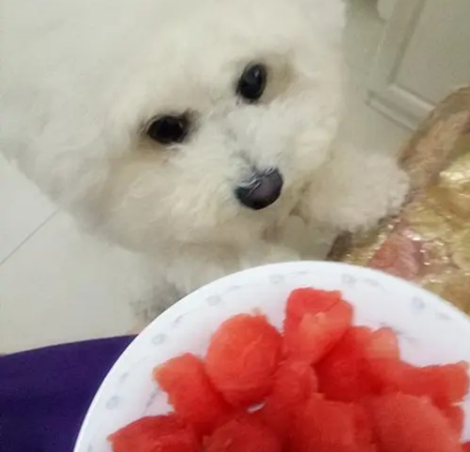 比熊可以吃西瓜吗? 比熊可以吃西瓜吗?
