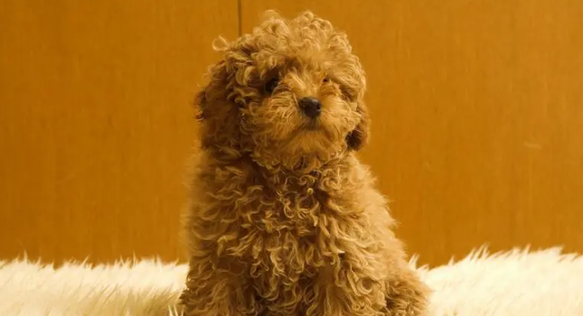 犬的肠胃道寄生虫怎么处理？这样做最好