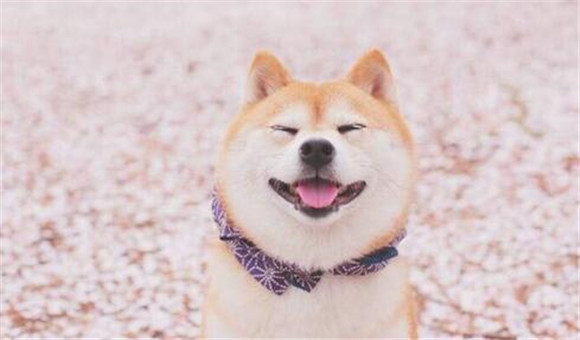 五个月的柴犬流血,会治愈吗 五个月的柴犬流血,会治愈吗
