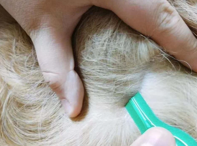 猫体外驱虫