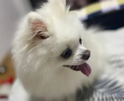 小狗脚丫冰冷正常吗