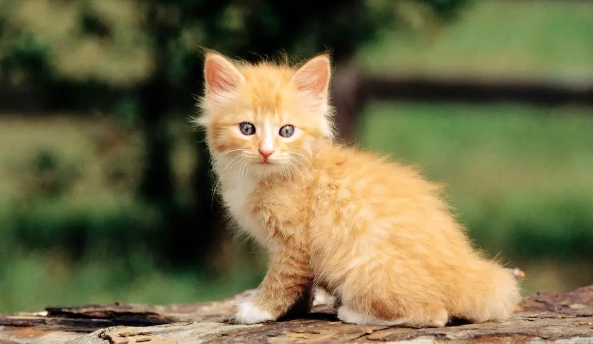 猫咪脐带脱落为什么有淤血 猫咪脐带脱落为什么有淤血
