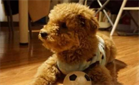 培养泰迪犬的4种最佳方式,主人掌握了吗?