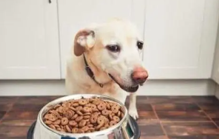 狗狗要是不吃饭怎么办 狗狗要是不吃饭怎么办