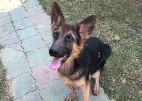 德牧幼犬自制狗粮配方