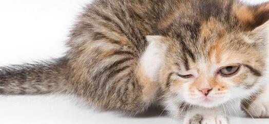 猫咪缺乏微量元素有哪些表现?如何给猫咪补充微量元素?(猫微量元素缺乏怎么补充) 猫咪缺乏微量元素有哪些表现?如何给猫咪补充微量元素?(猫微量元素缺乏怎么补充)