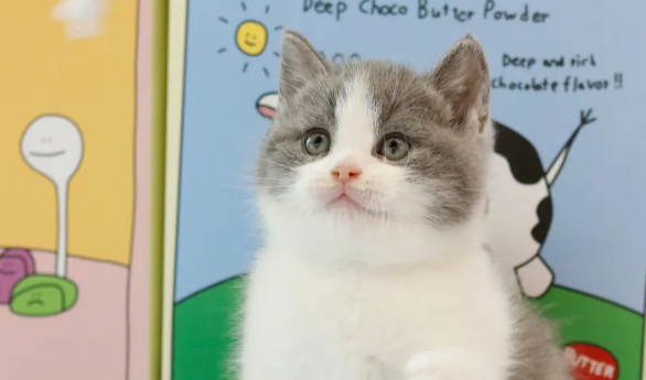 猫咪为什么打喷嚏 猫咪打喷嚏的几种原因