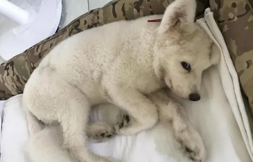 狗狗得了细小快死的征兆
