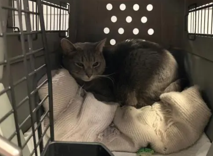 坐大巴猫咪怎么托运 坐大巴猫咪怎么托运