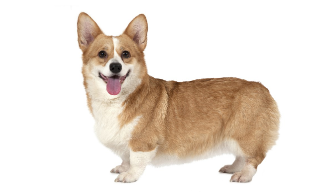 狗狗为什么莫名奇妙的打嗝