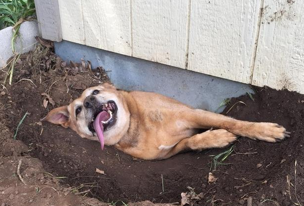 狗狗一直挖墙洞叫是为什么