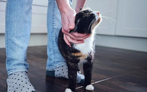 猫咪为什么喜欢趴在脚下