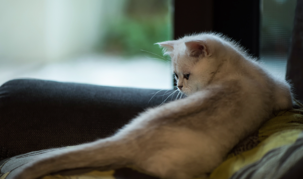 猫咳嗽那种喘是怎么回事？本文教你