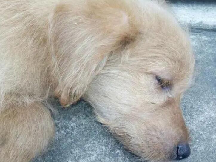 狗狗眼睛干涩是怎么回事? 狗狗眼睛干涩是怎么回事?