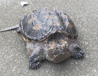 北美拟鳄龟认主人吗?看完,你就知道了 北美拟鳄龟认主人吗?看完,你就知道了