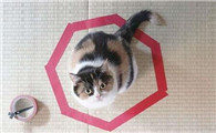 猫咪高傲难驯服？那是主人没有摸清它的习性