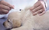 爱尔兰梗注射疫苗的时候需要注意什么问题？来看看吧