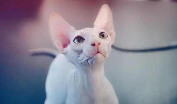 加拿大无毛猫的生活习性介绍,你了解多少? 加拿大无毛猫的生活习性介绍,你了解多少?