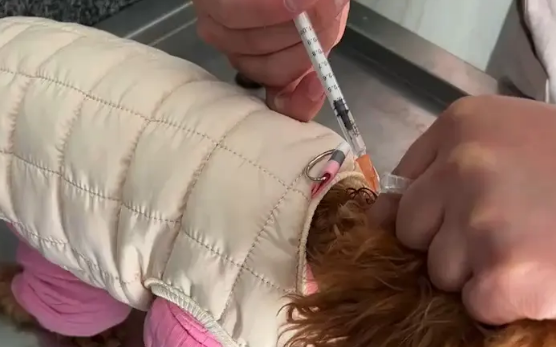 狗狗要打狂犬疫苗吗,多久多久打一次呢? 狗狗要打狂犬疫苗吗,多久多久打一次呢?