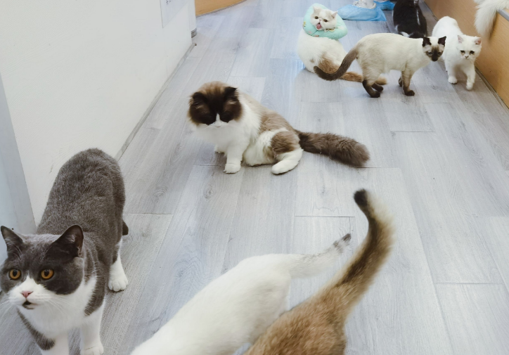 武汉哪里有靠谱的猫舍