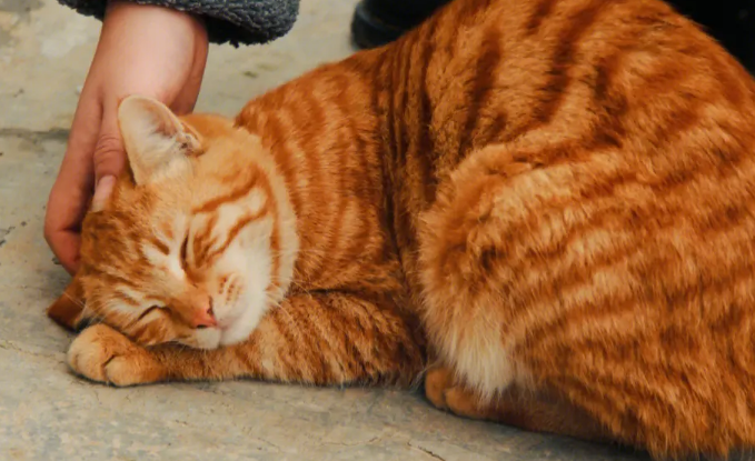 猫咪为什么要米饭 猫咪为什么要米饭