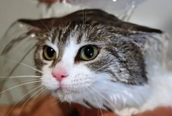 给猫咪洗澡正确方法！