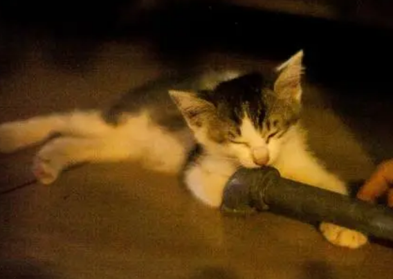 流浪猫一般几点开始活动?感兴趣的来看看吧 流浪猫一般几点开始活动?感兴趣的来看看吧