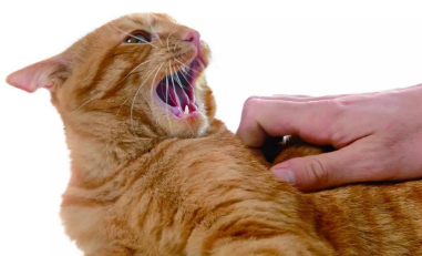 猫抓了个针眼小洞 没流血