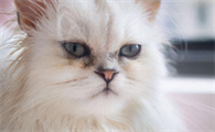 猫咪有泪痕该怎么办？