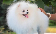 想让博美犬更好看,多给他们吃这种食材