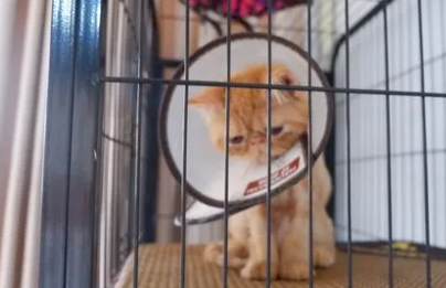 新猫要在笼子里关多久才能适应