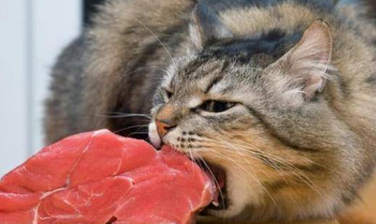 猫咪拉肚子是因为吃生肉吗
