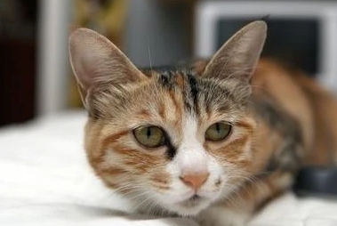 猫咪尿道炎需要吃药多久才能好? 猫咪尿道炎需要吃药多久才能好?