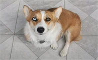 为什么狗狗眼睛有红的血丝呢