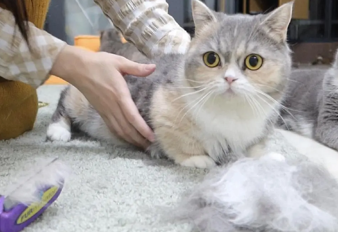 小猫掉毛一块一块的掉怎么回事