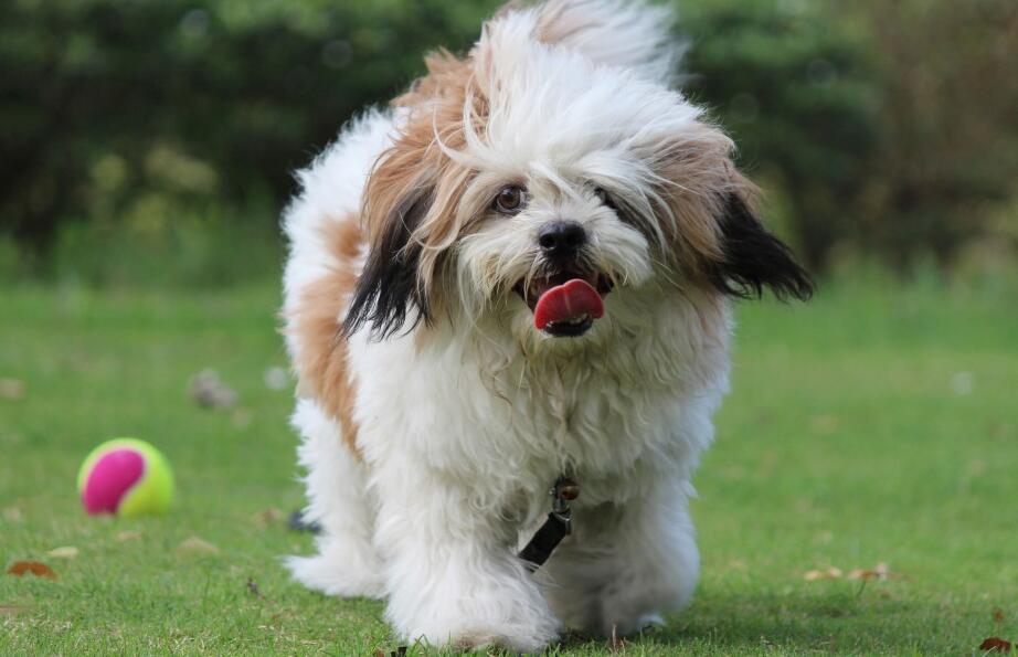 长毛西施犬冬天怕冷吗? 长毛西施犬冬天怕冷吗?