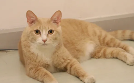 猫砂上新|四合一除臭混合猫砂