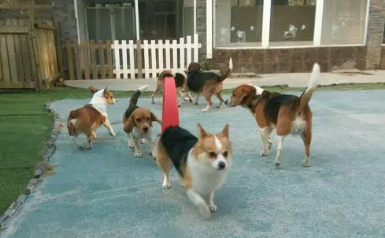 怎么找免费寄养狗狗
