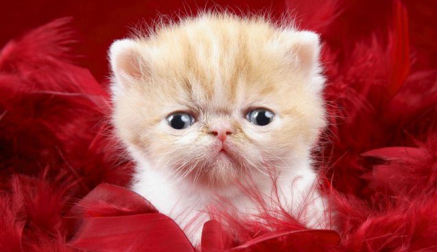 调教猫咪要坚守哪些原则,新手养猫必看! 调教猫咪要坚守哪些原则,新手养猫必看!