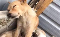 如何防止狗狗流产？来看看吧