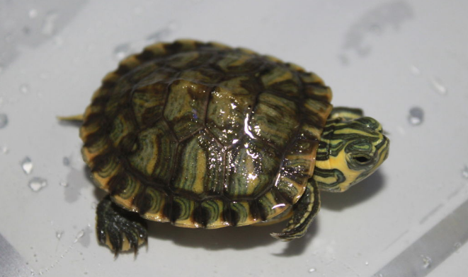 甜甜圈龟是保护龟吗?甜甜圈龟怎么养?