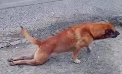 狗下崽后后腿不能站