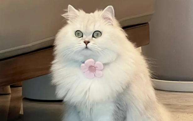 怀孕的猫咪吃什么好?母猫怀孕能用奶粉补充营养吗? 怀孕的猫咪吃什么好?母猫怀孕能用奶粉补充营养吗?