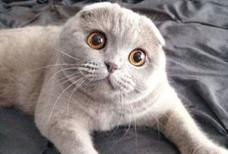 苏格兰折耳猫的性格特点? 苏格兰折耳猫的性格特点?